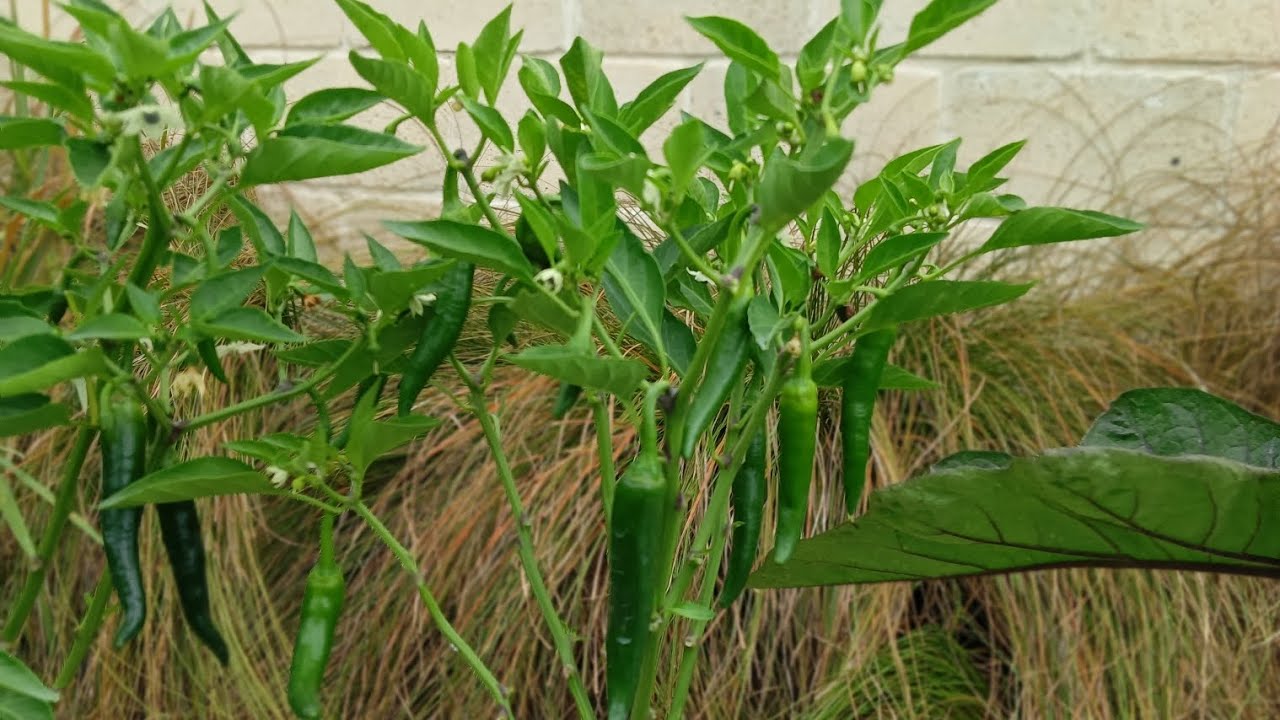 Backyard Garden!! NZ life 🧬