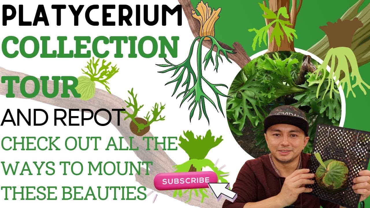 Platycerium Collection tour ; Show me the Green episode 54