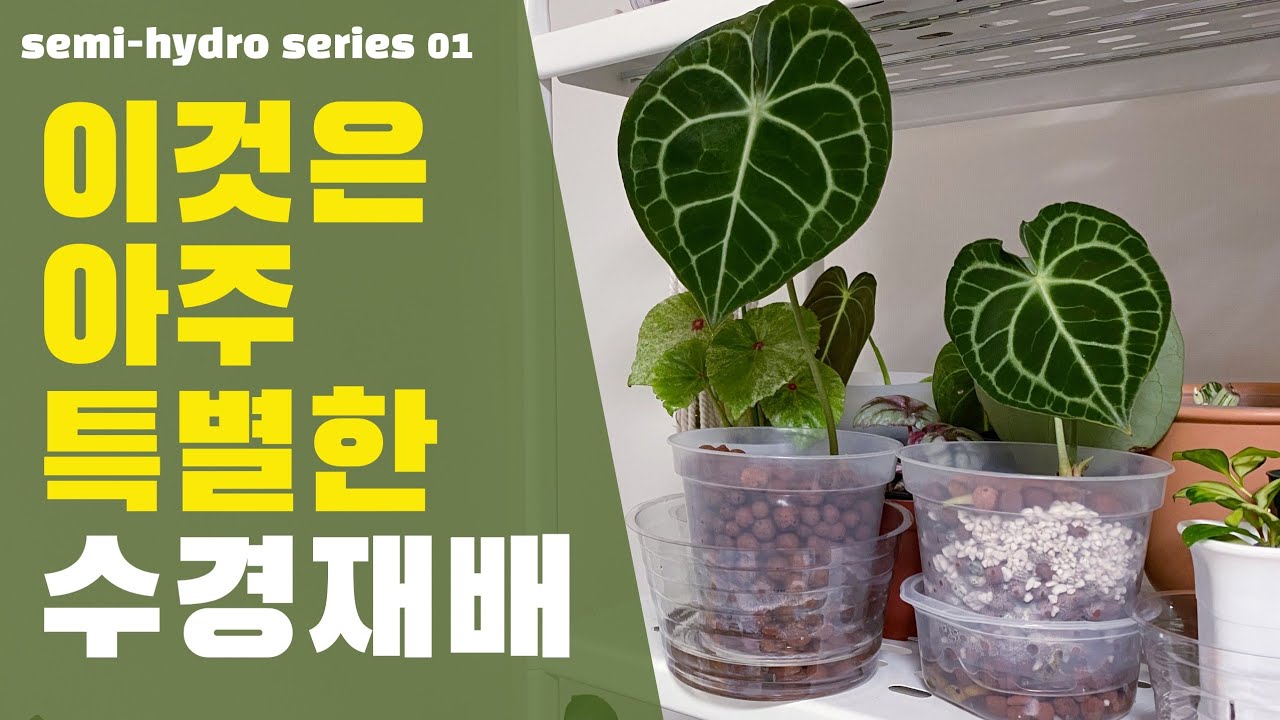 당신의 반려식물을 반 수경재배로 전환하는 방법
