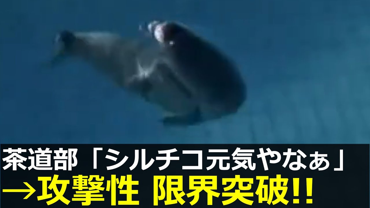 アザラシ幼稚園、シルバーチコの攻撃性が限界突破してしまう