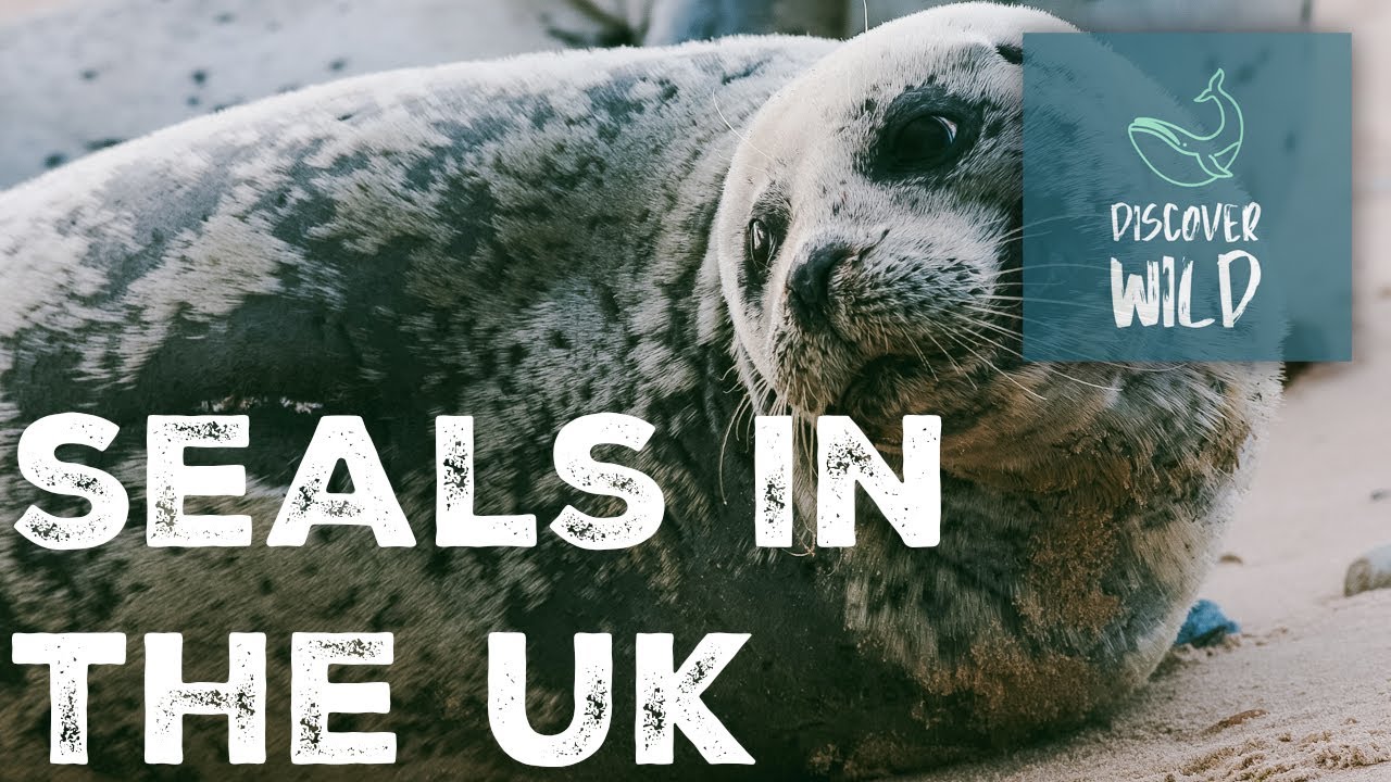 Seals in the UK | Baby Seals | Discover Wild
