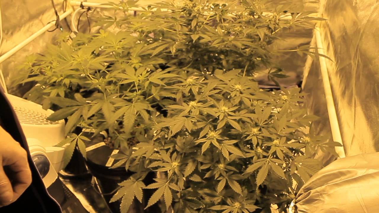 Big Buddha Cheese