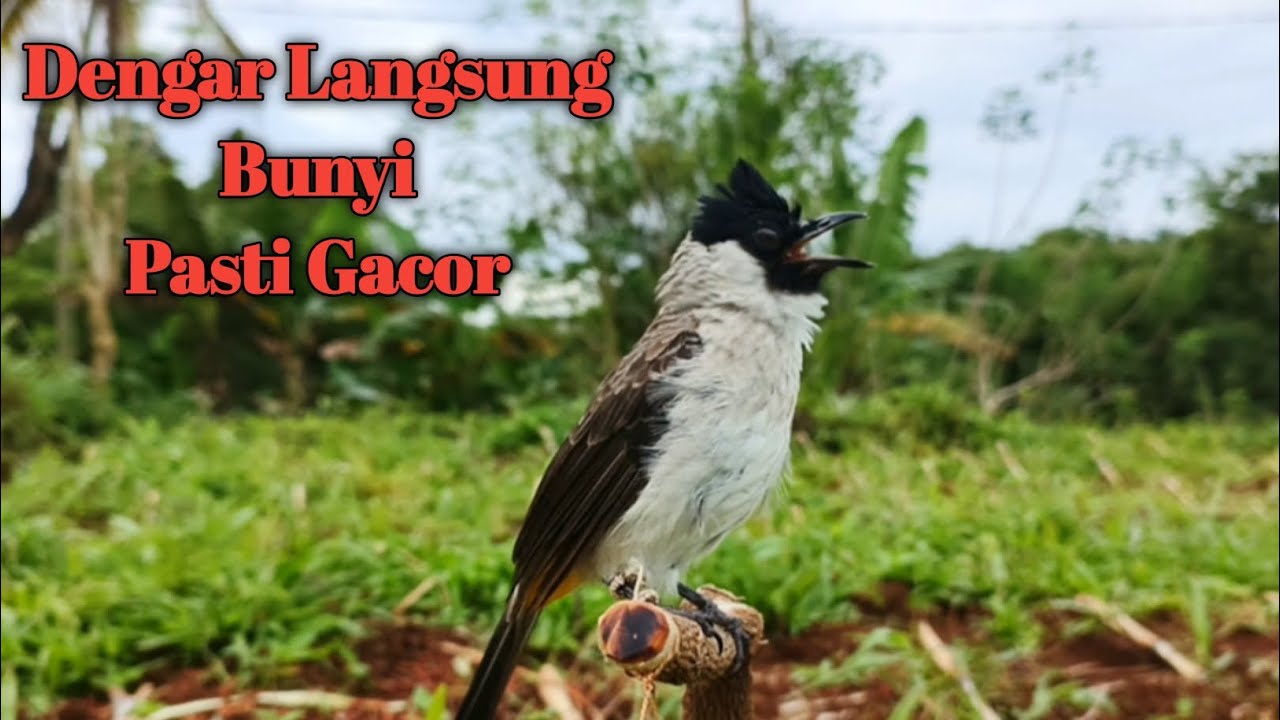 Suara Burung Kutilang Gacor Memanggil‼️Dengar Langsung Bunyi Ampuh buat Masteran