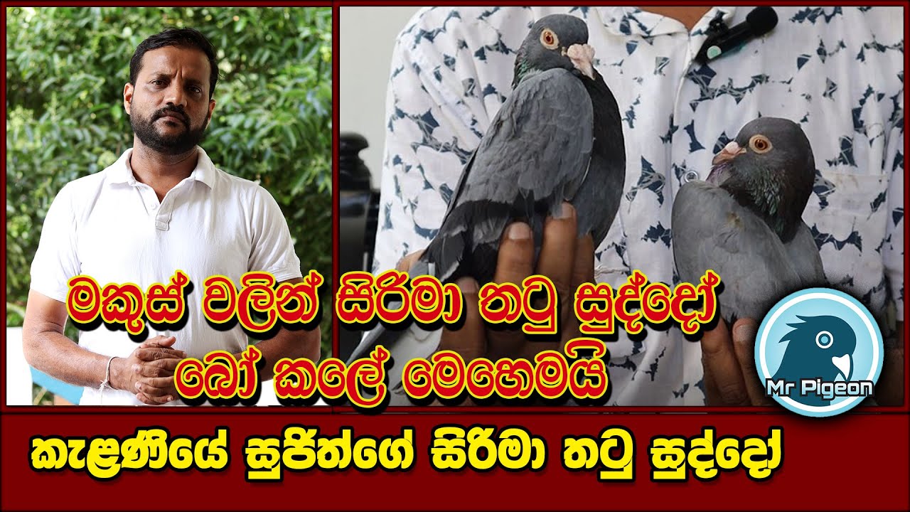 මකුස් උන්ට නොදෙවැනි සිරිමා තටු සුද්දෝ