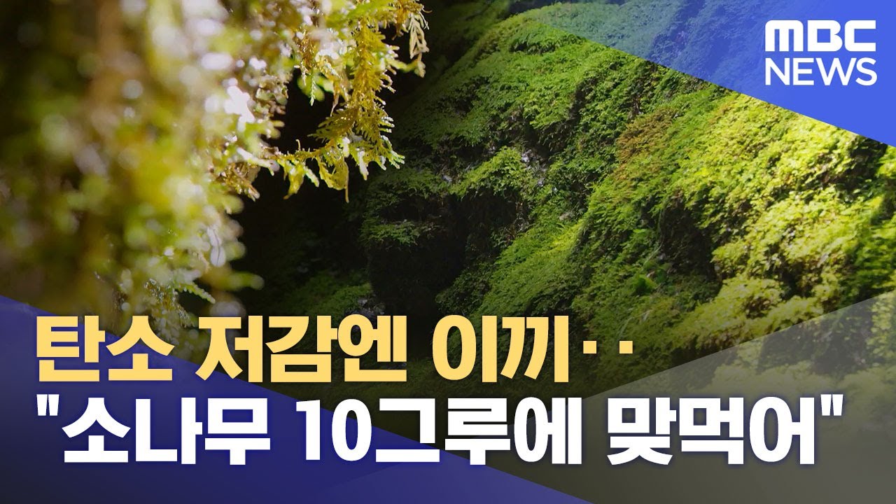 탄소 저감엔 이끼‥