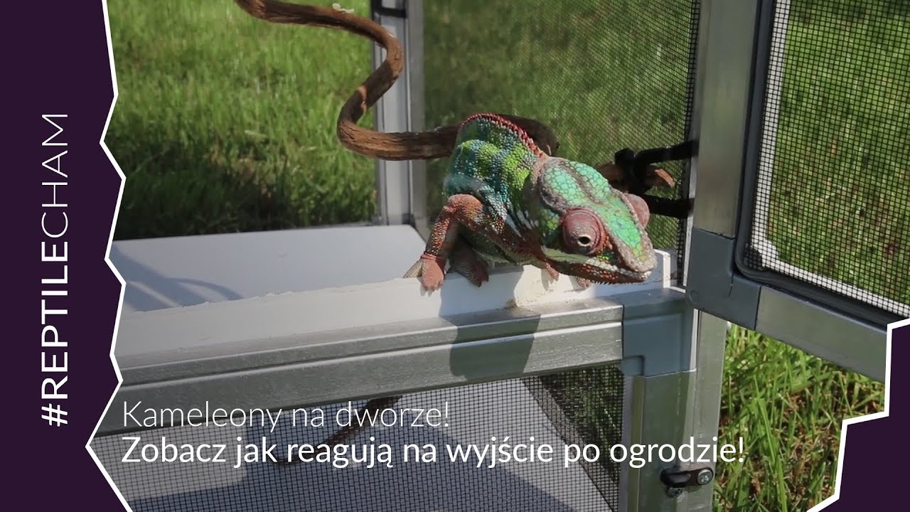 WYCIĄGAM KAMELEONY NA ZEWNĄTRZ DO OGRODU!