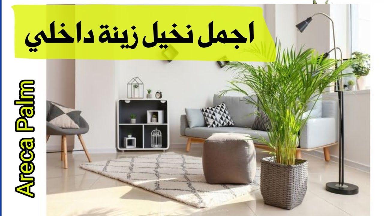 أجمل نخيل زينة داخلي لتزيين صالون البيت، نخيل الأريكا areca palm