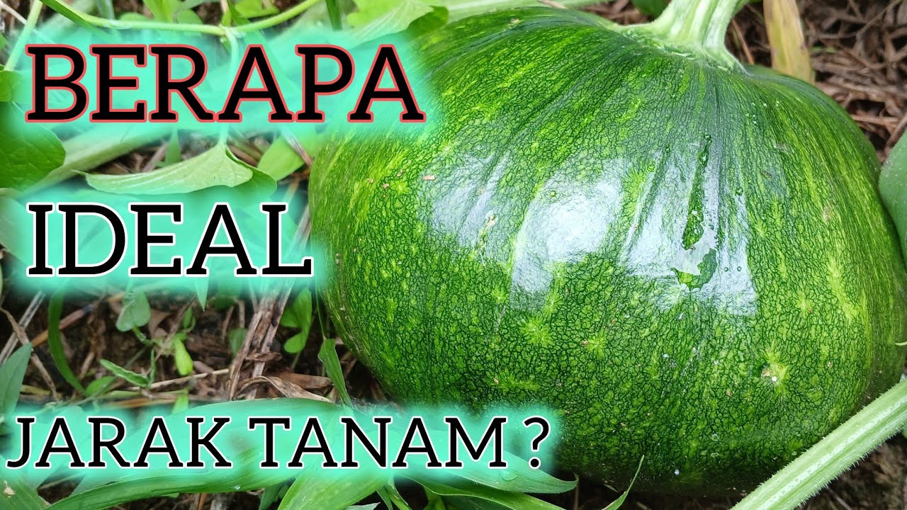 JARAK TANAM LABU KUNING