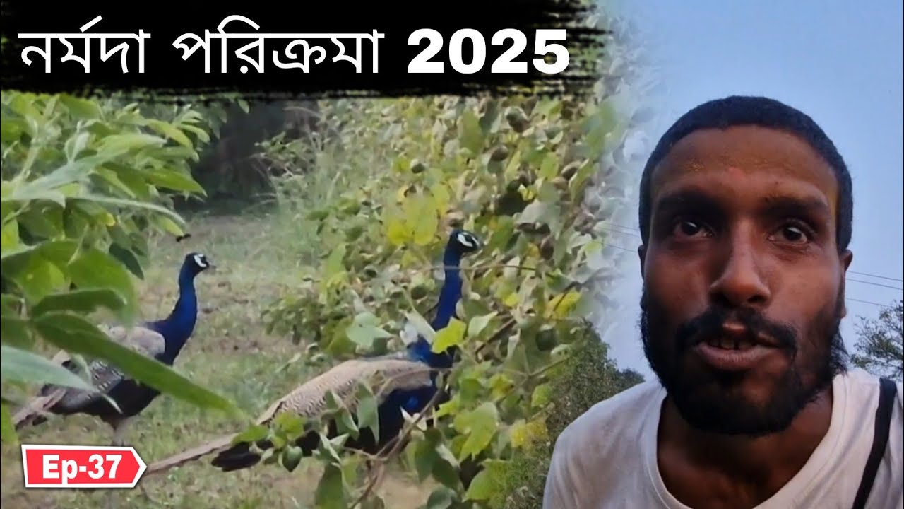 আজ ময়ূর দেখলাম 😍 Ep-37 || Narmada Parikrama 2025
