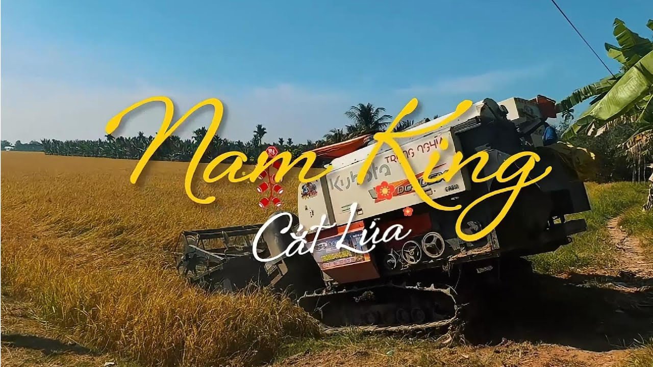 Vlog Cắt Lúa: Choáng Với Dàn Lúa Đứng Sững, Vô Gạo Tới Cậy Nhờ Quy Trình Nam King Từ A-Z