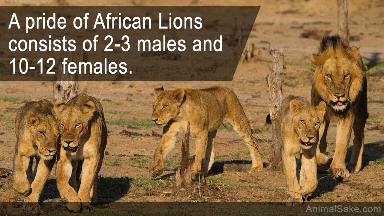 8 Different Species Of Lions With Pictures