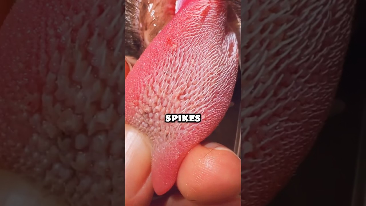 What are these spikes on a cats tongue?! 😨