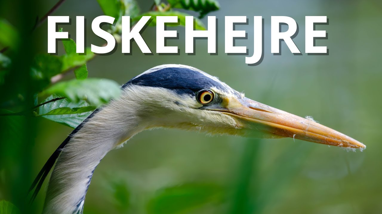 Fiskehejren &ndash; Danske fugle p&aring; 3 minutter | Vilde Danmark