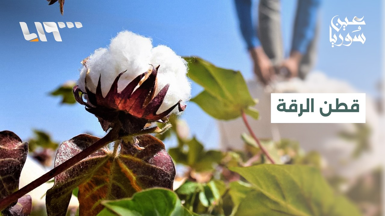 مزارعو القطن في الرقة يحاولون إحياء محصولهم وسط طلبات بتقديم الدعم اللازم