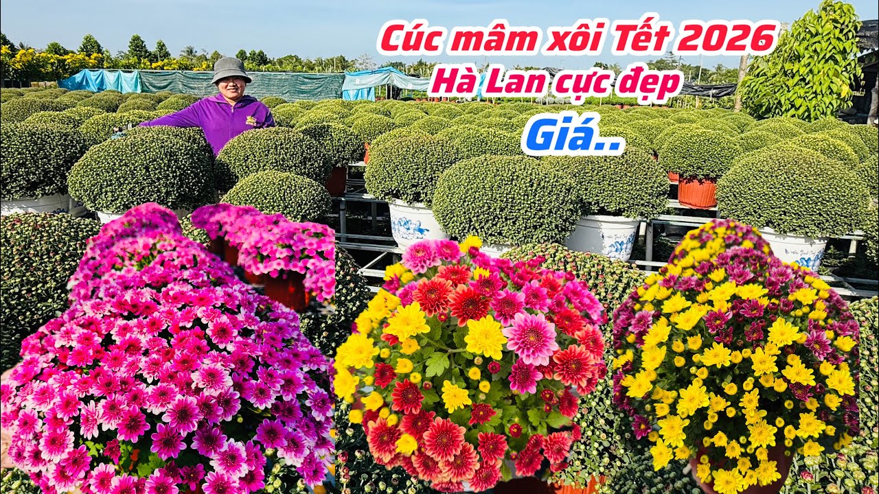 Cúc mâm xôi Hà Lan nguồn Tết 2026 báo giá..08/12😘📲 0703.236.312.Cúc-Phan