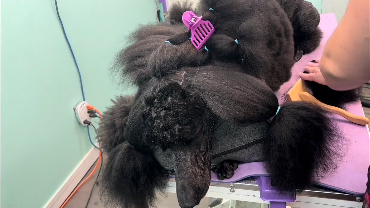 The big shave down