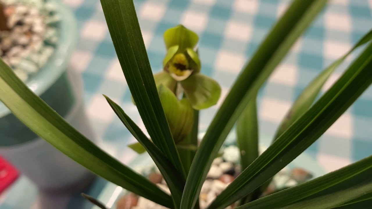 春兰环球荷鼎和虎蕊欣赏及下花 Cymbidium goeringii huanqiuheding and hurui
