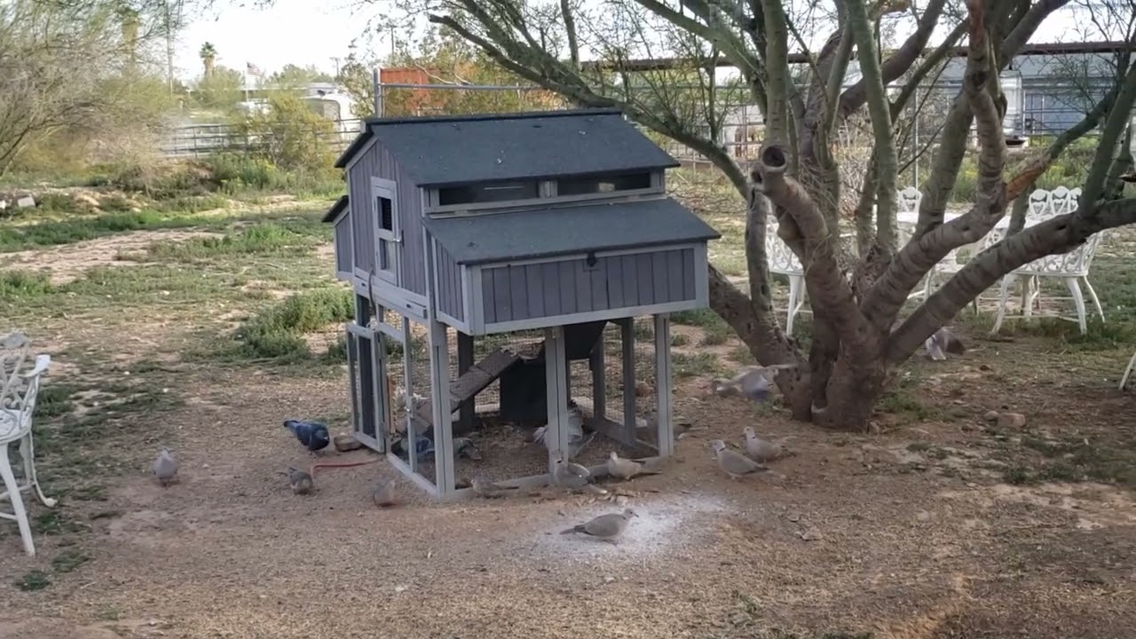 Ground Squirrels Explores the Chicken Coop