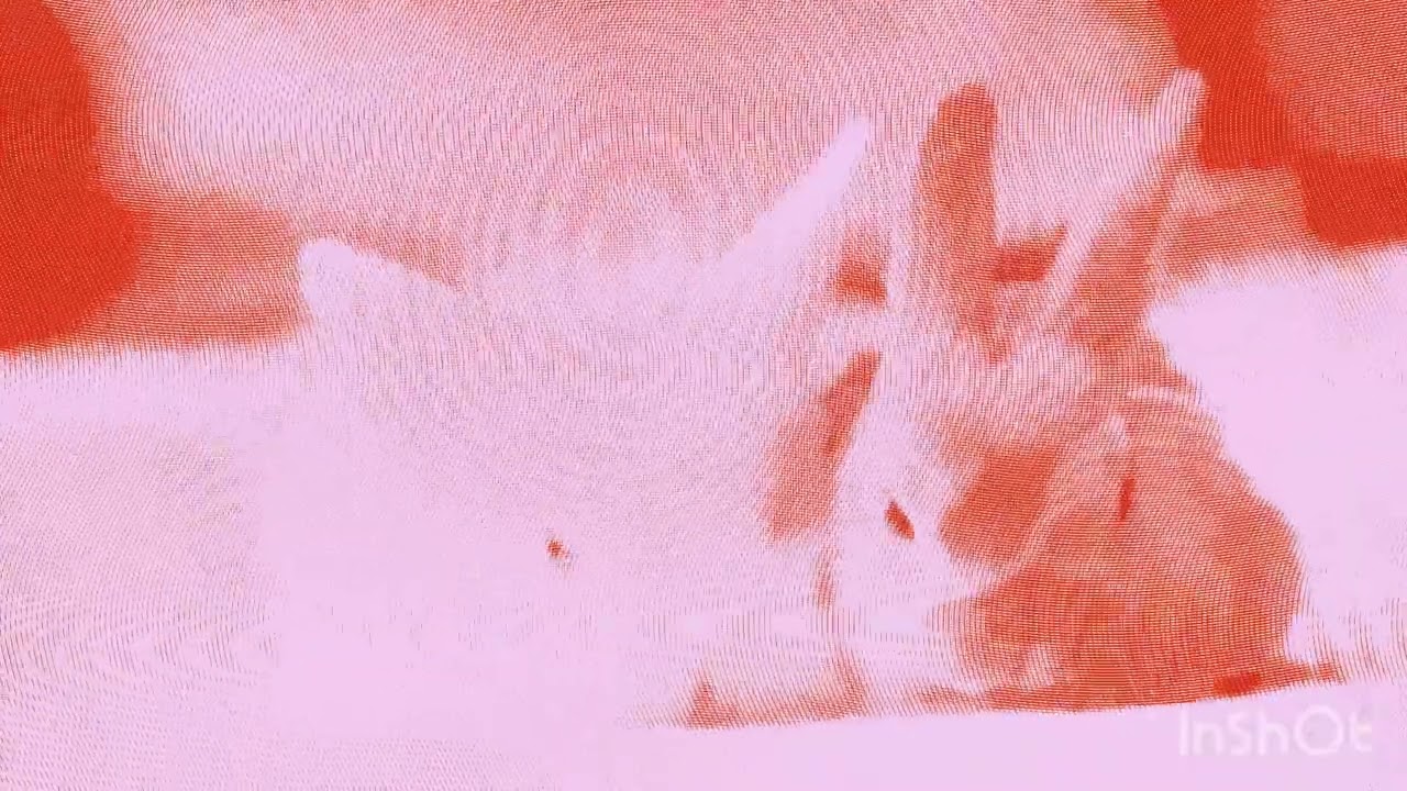 White Rabbit - Metamorphosis