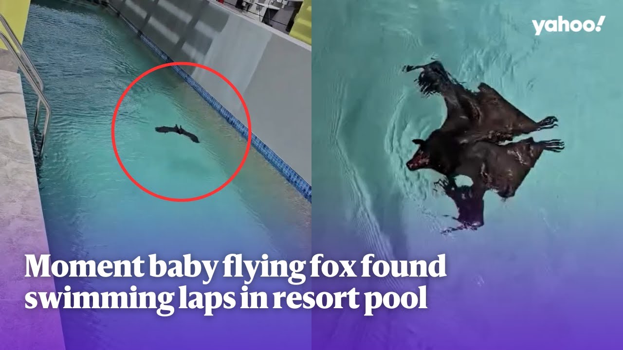 Moment baby flying fox found swimming laps in resort pool | Yahoo Australia