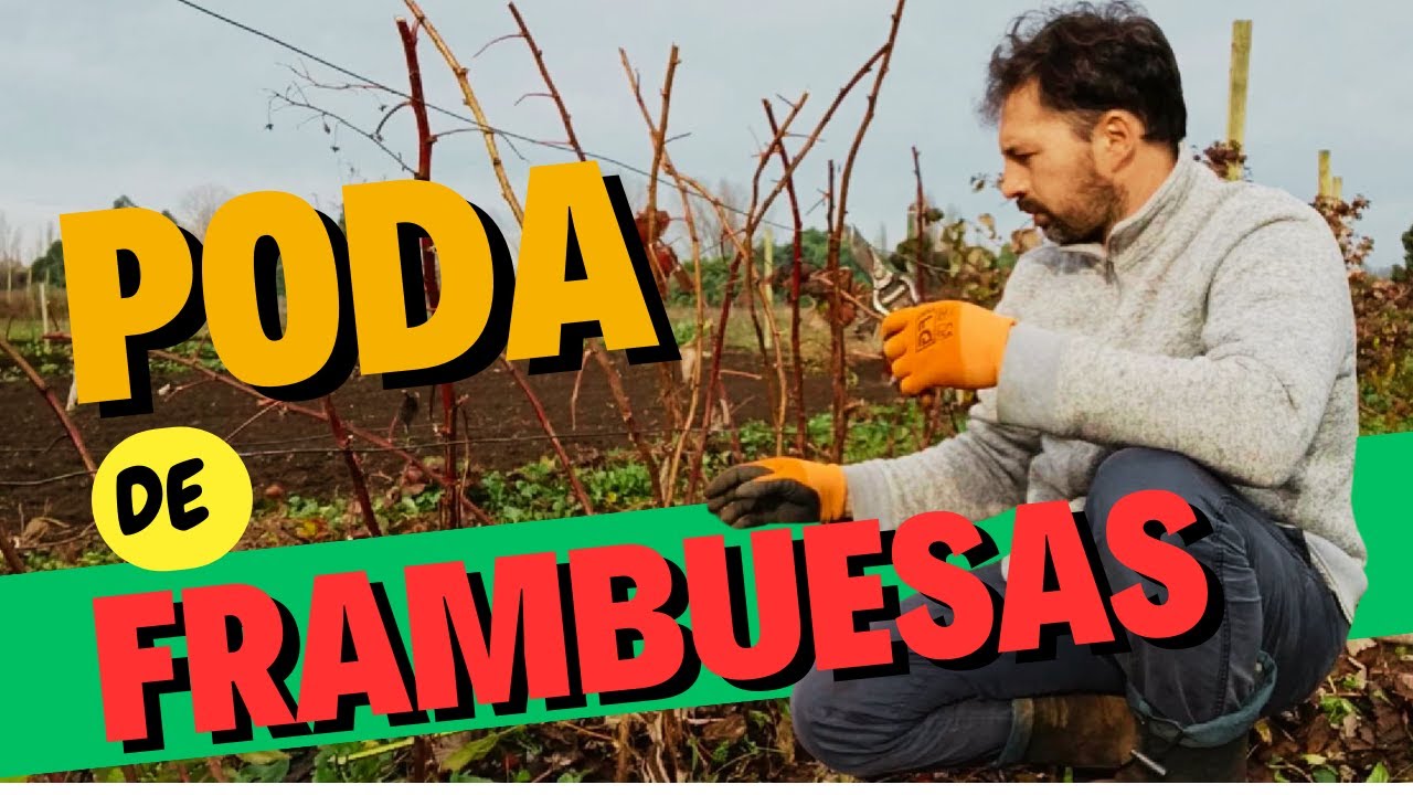 Poda de Frambuesas en Nuestra Huerta - Técnicas y Cuidados.