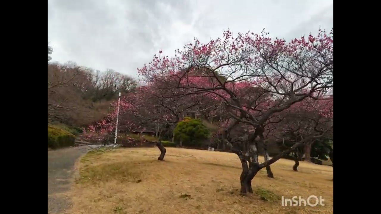 2026 02 24 大高緑地　梅まつり