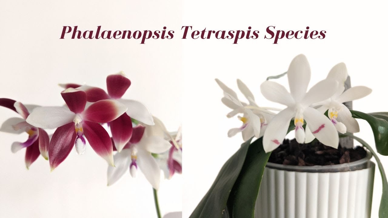 Species Spotlight | Phalaenopsis Tetraspis Species & Variations ~ One of a Kind Blooms ~