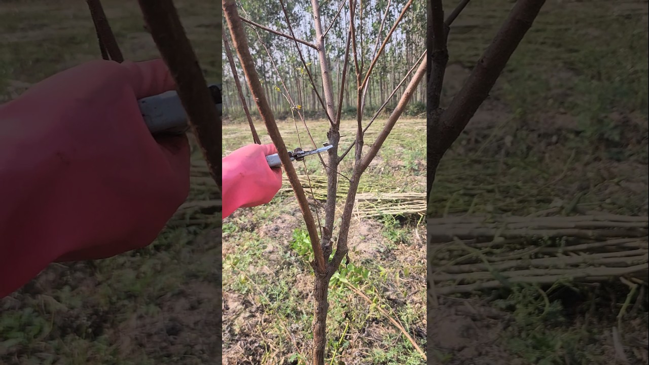 &ldquo;How to Prune a Dying Plum Tree for New Growth&rdquo;#satisfying #pruning #shorts