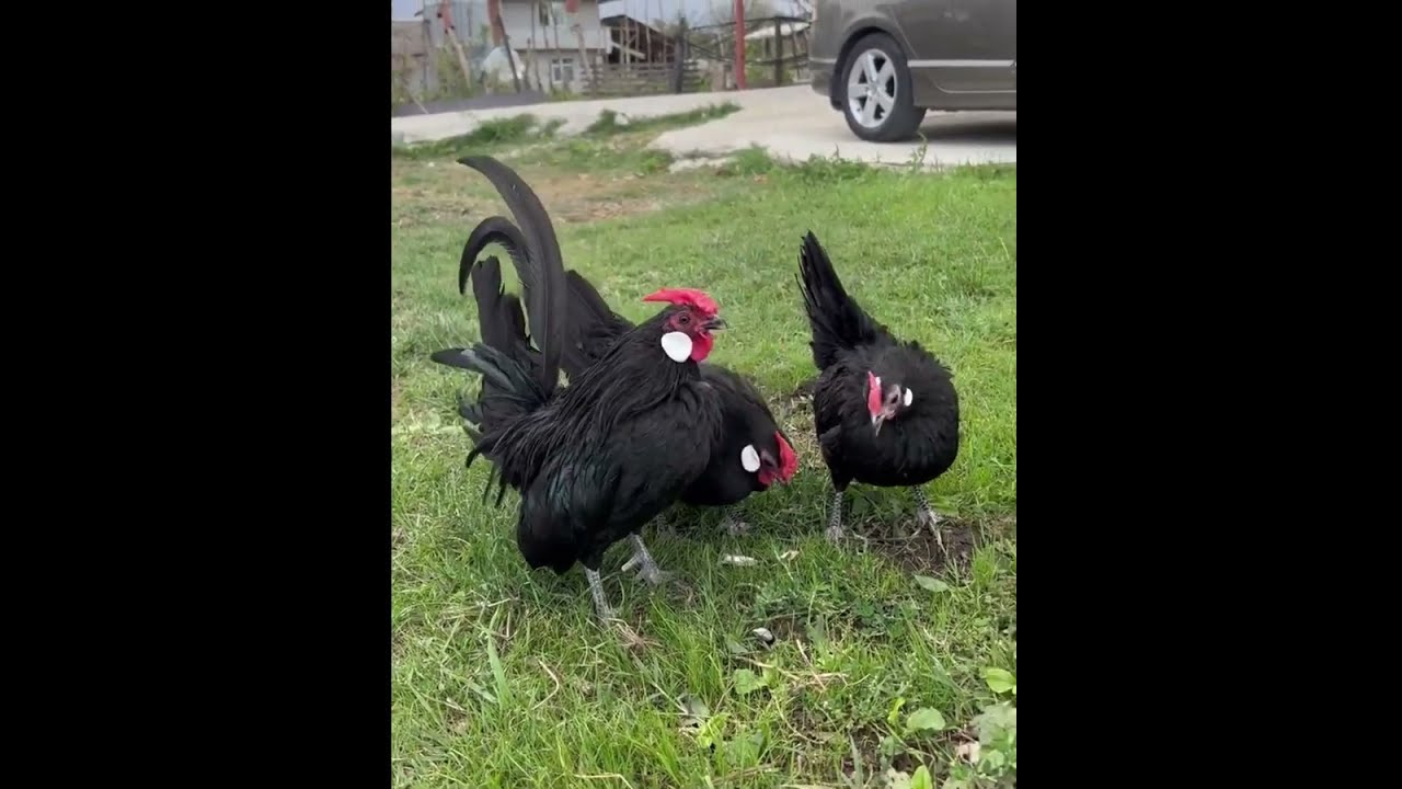 The beautiful Rosecomb Bantam Chicken breed ||Rosecomb Bantam Chickens