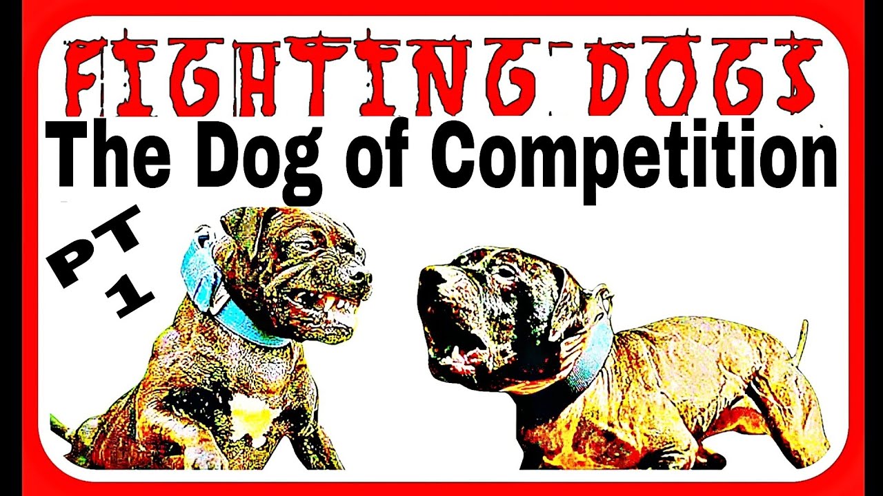 The Competition Dog - Pitbull Audio Book / Part One #pitbull #apbt #dogfight