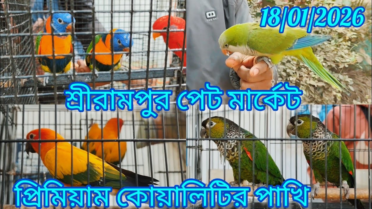 Exotic Pet Market in Shrirampur 🦜 Recent Birds Price Update 🦜18/01/2026. প্রিমিয়াম কোয়ালিটির পাখি🐦