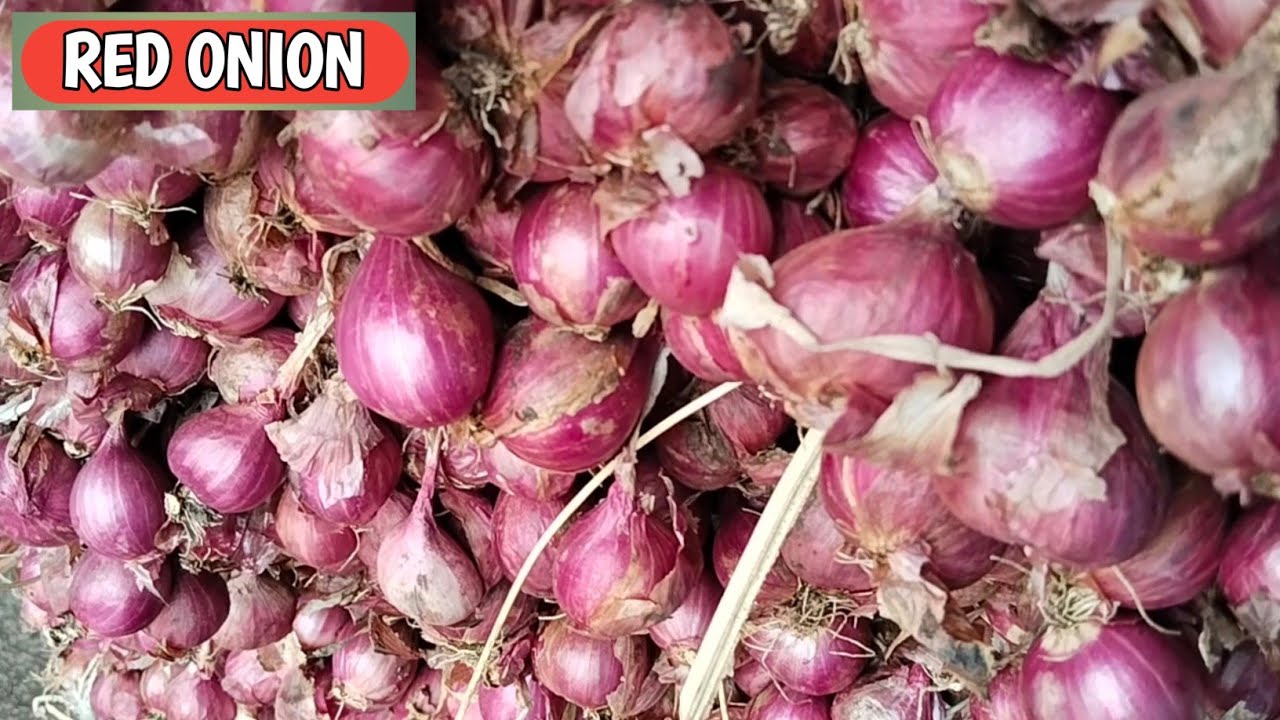 RAMADHAN MAKIN ANGET BOLO...!!! HARGA BAWANG MERAH HARI INI, SABTU, 21/2/2026 DI PASAR PROBOLINGGO