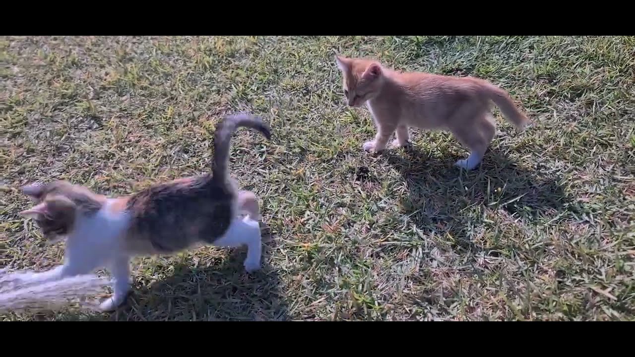 [일상]새끼냥이와 놀아주기~하나,두리,송이!!play with a kitten