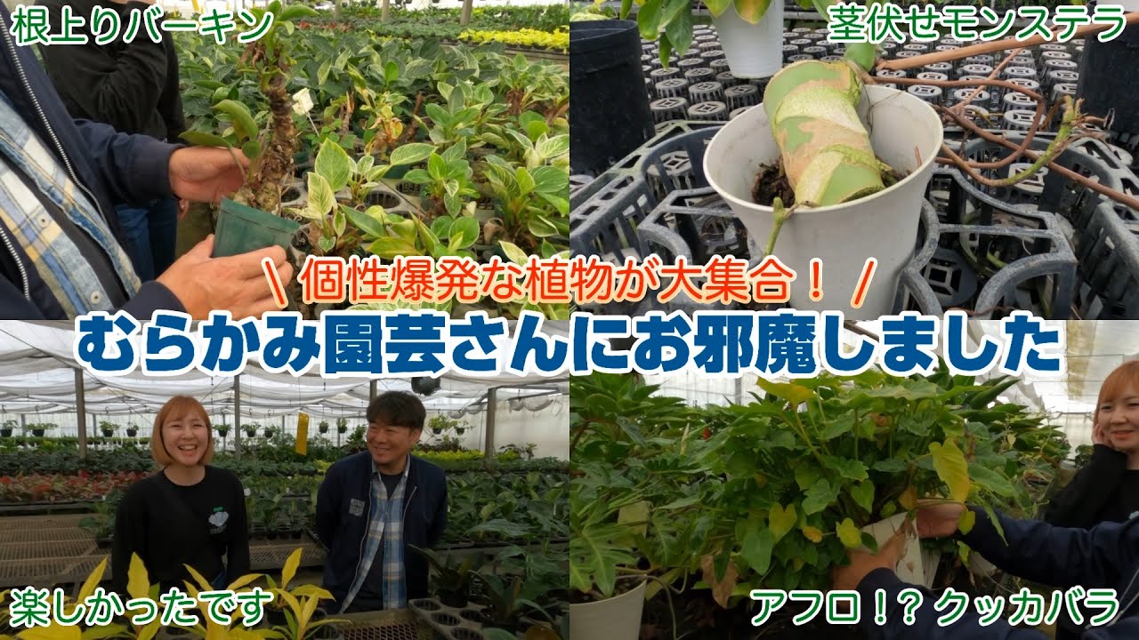 【個性爆発な植物大集合！】むらかみ園芸さんにお邪魔しました