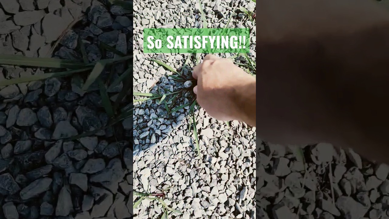 SATISFYING WEED PULL! #satisfying #asmr