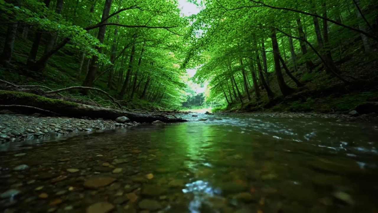 Beautiful Birdsong Deep in the Forest 🌿 Nightingale Singing & Relaxing Nature Sounds for Sleep, Rela