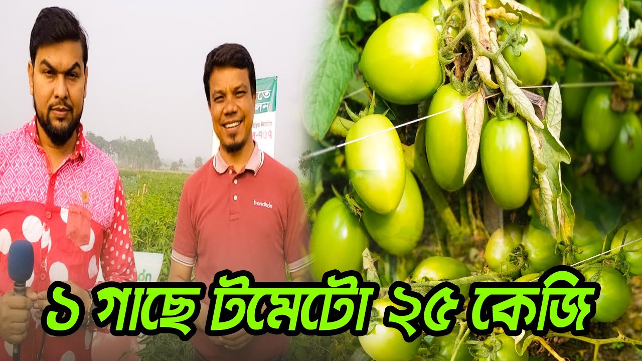 টমেটোর বাম্পার ফলন | কৃষি বারো মাস | Sohel Afsan