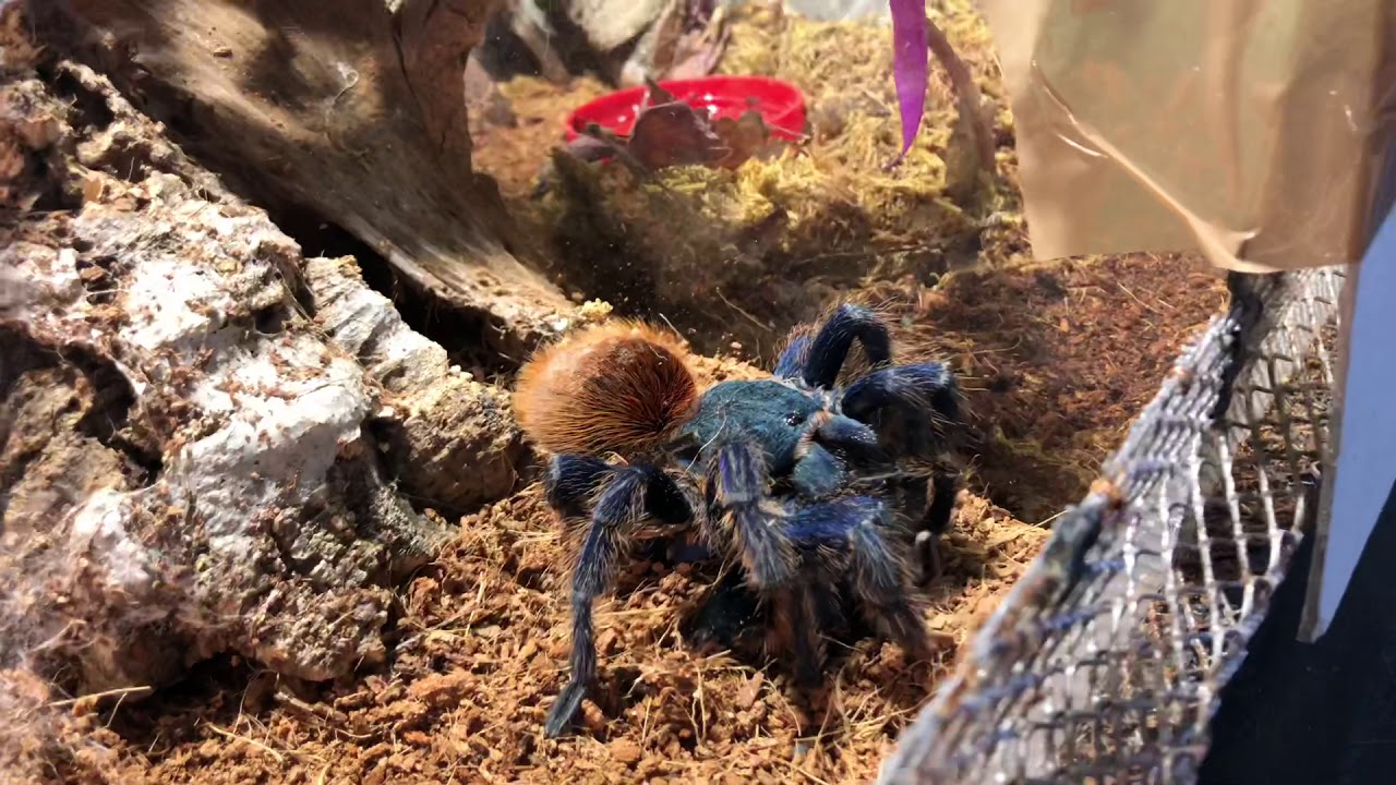 Morderstwo samca przez samice