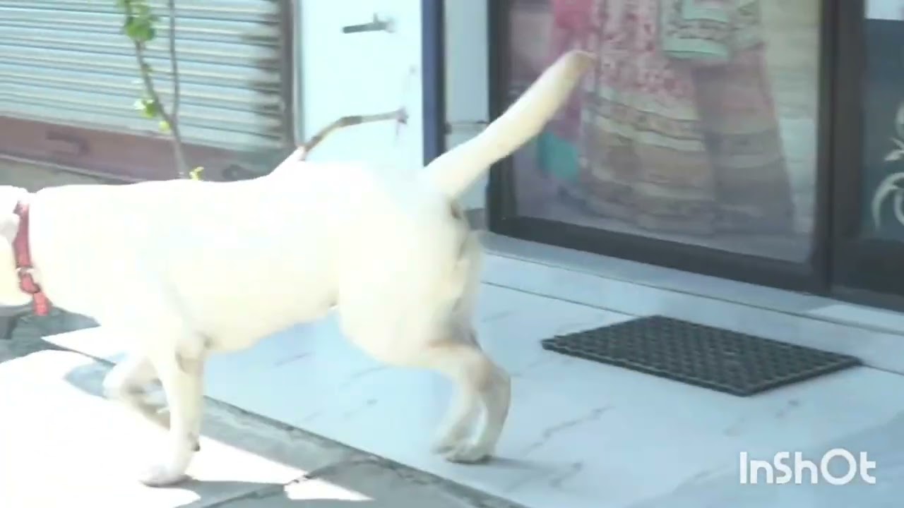 Mr Oscar sniffing test 