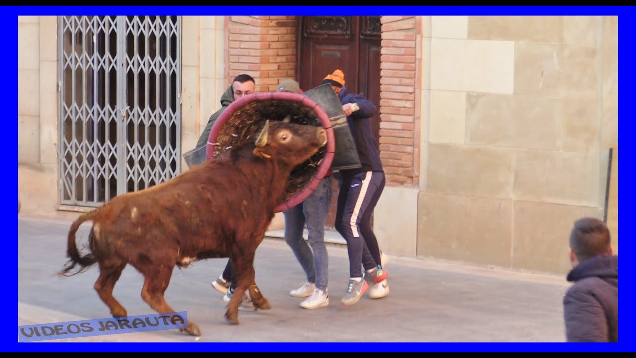 CARIÑENA ( ZARAGOZA ) TARDE VACAS EN LA CALLE ( SABADO 28 ENERO 2023 ) GAND.JAVIER SORIA