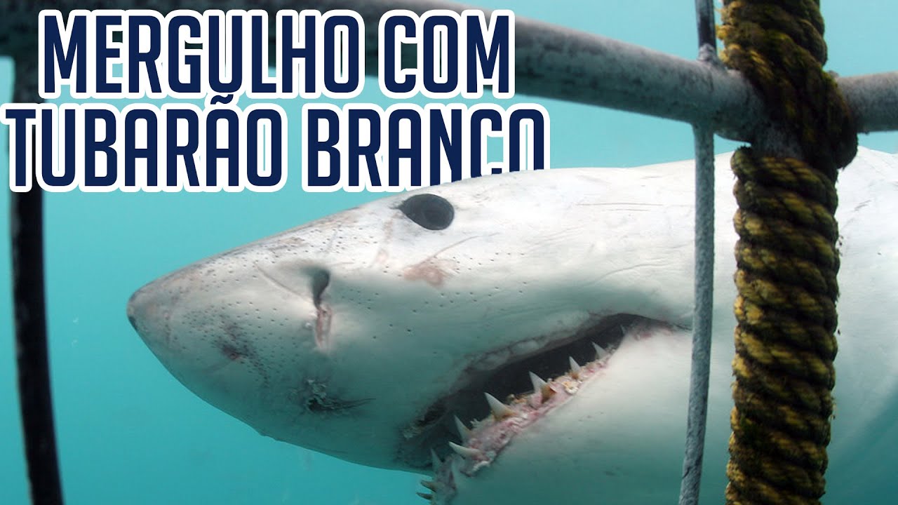 MERGULHANDO COM TUBARÕES BRANCOS - África do Sul | Karina Oliani