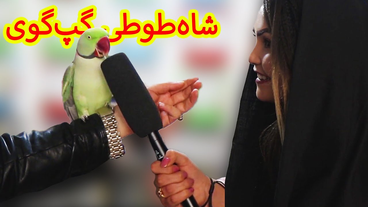 شاه‌طوطی چطور گپ یاد می‌گیرد؟ - کوچه کاه فروشی کابل
