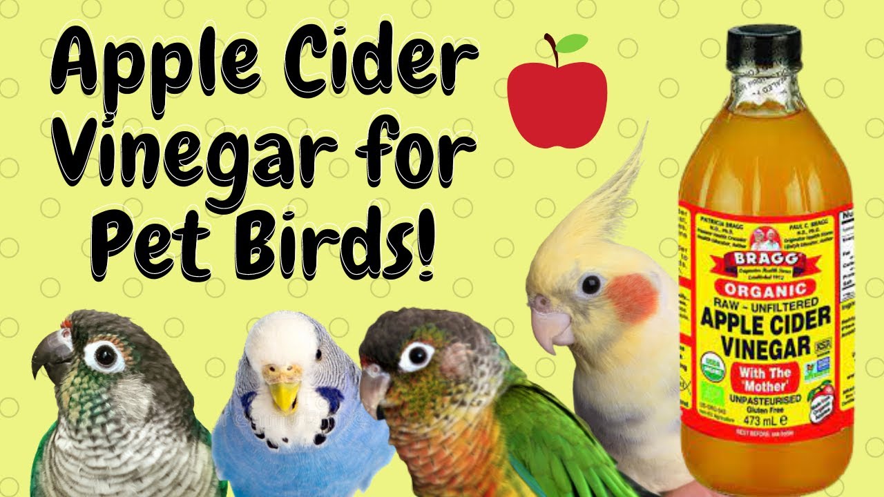 Apple Cider Vinegar for Pet Birds! | BirdNerdSophie