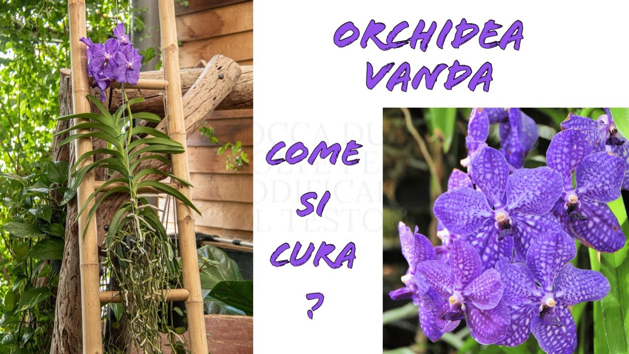 Orchidea Vanda: Come Prendersene Cura