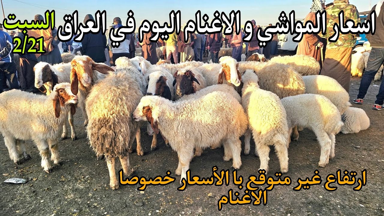 اسعار المواشي و الاغنام اليوم في العراق سوق مواشي التاجي في بغداد يوم السبت 2/21