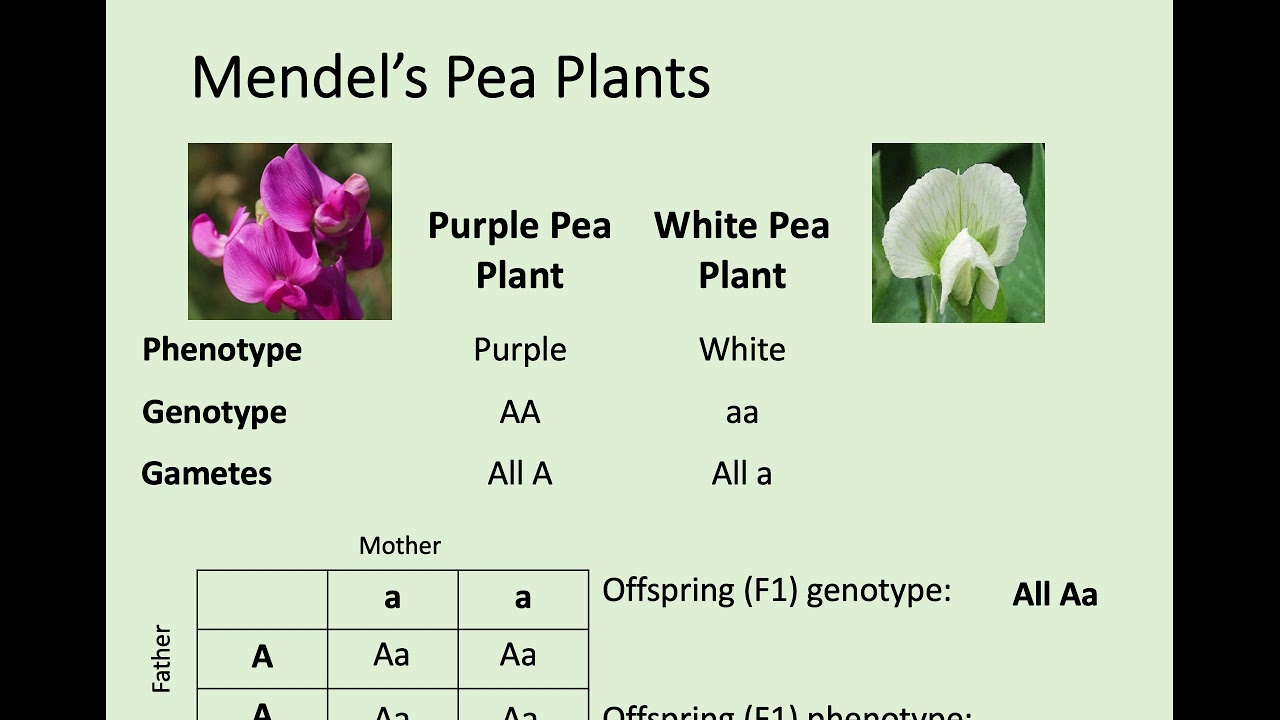 N5 Biology - 2.4 Variation and Inheritance