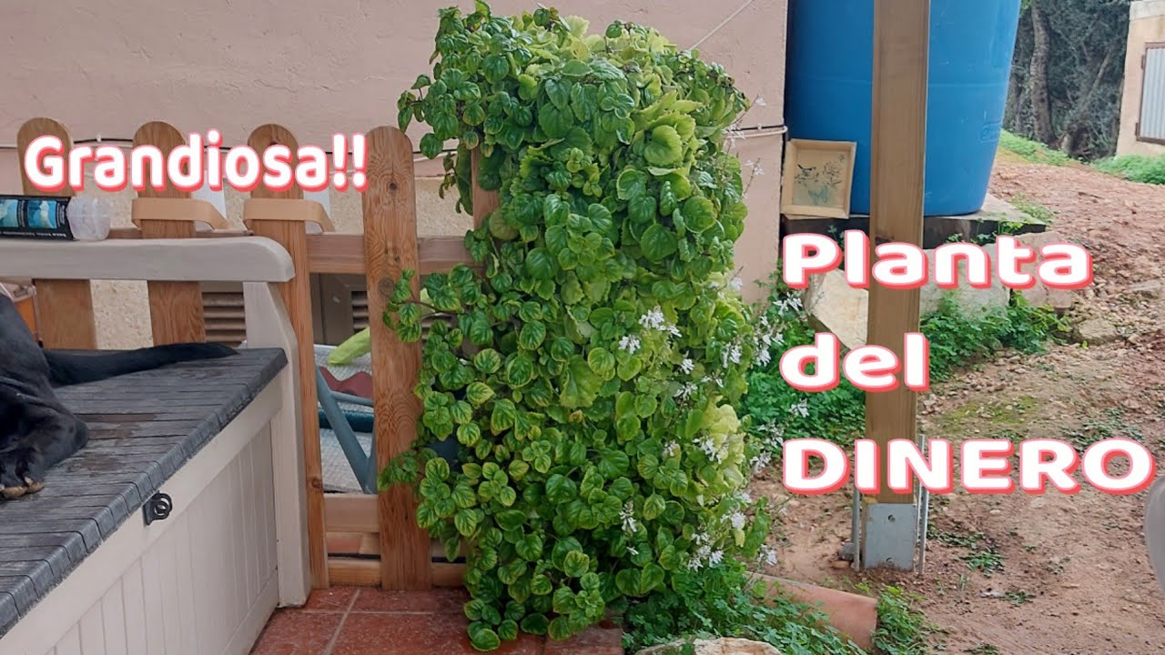Plantas y Flores, Planta del DINERO que es y c&oacute;mo mantenerla SANA!!💚🍀 suscribirse @nostrasladamusx