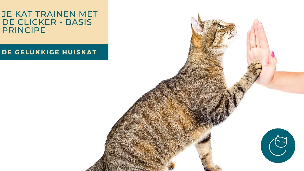 CLICKER TRAINING MET JE KAT, DEEL 1- De gelukkige huiskat | Kattengedrag