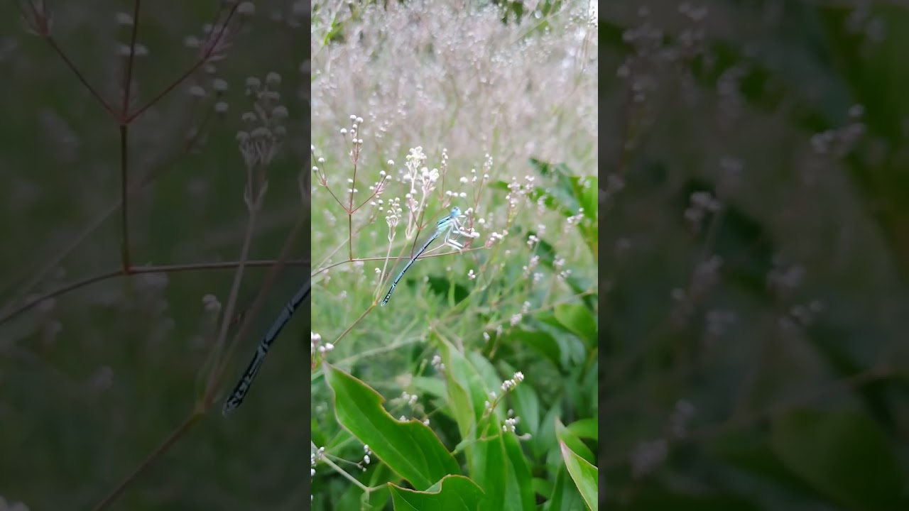 стреКОЗЛИК#стрекоза#shorts#cute#beauty#beetle#bug#dragonfly