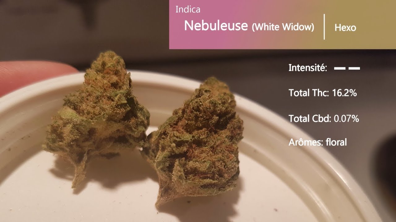 Cannabis r&eacute;cr&eacute;atif SQDC #18: N&eacute;buleuse (White Widow)